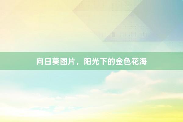 向日葵图片，阳光下的金色花海
