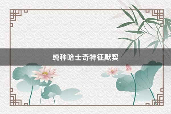 纯种哈士奇特征默契