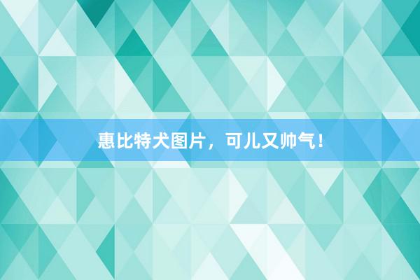 惠比特犬图片，可儿又帅气！
